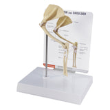 Feline Elbow and Shoulder Joint Model