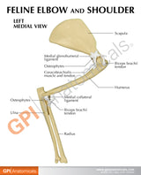 Feline Elbow and Shoulder Education Card