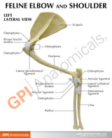 Feline Elbow and Shoulder Education Card