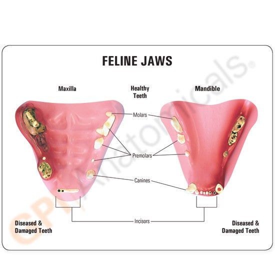 Feline Jaw Model with Teeth