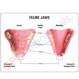 Feline Jaw Model with Teeth