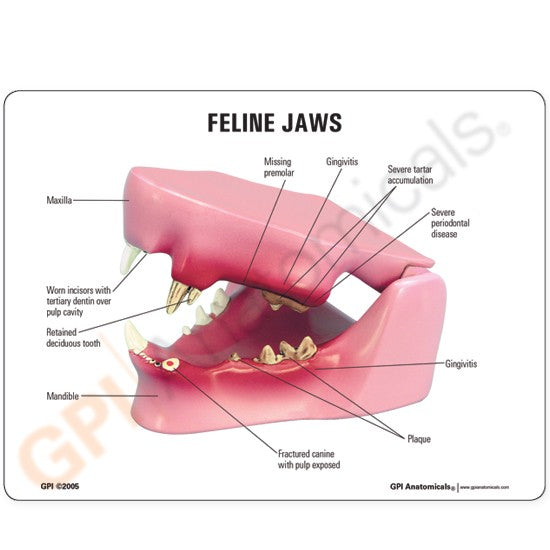 Feline Jaw Model with Teeth