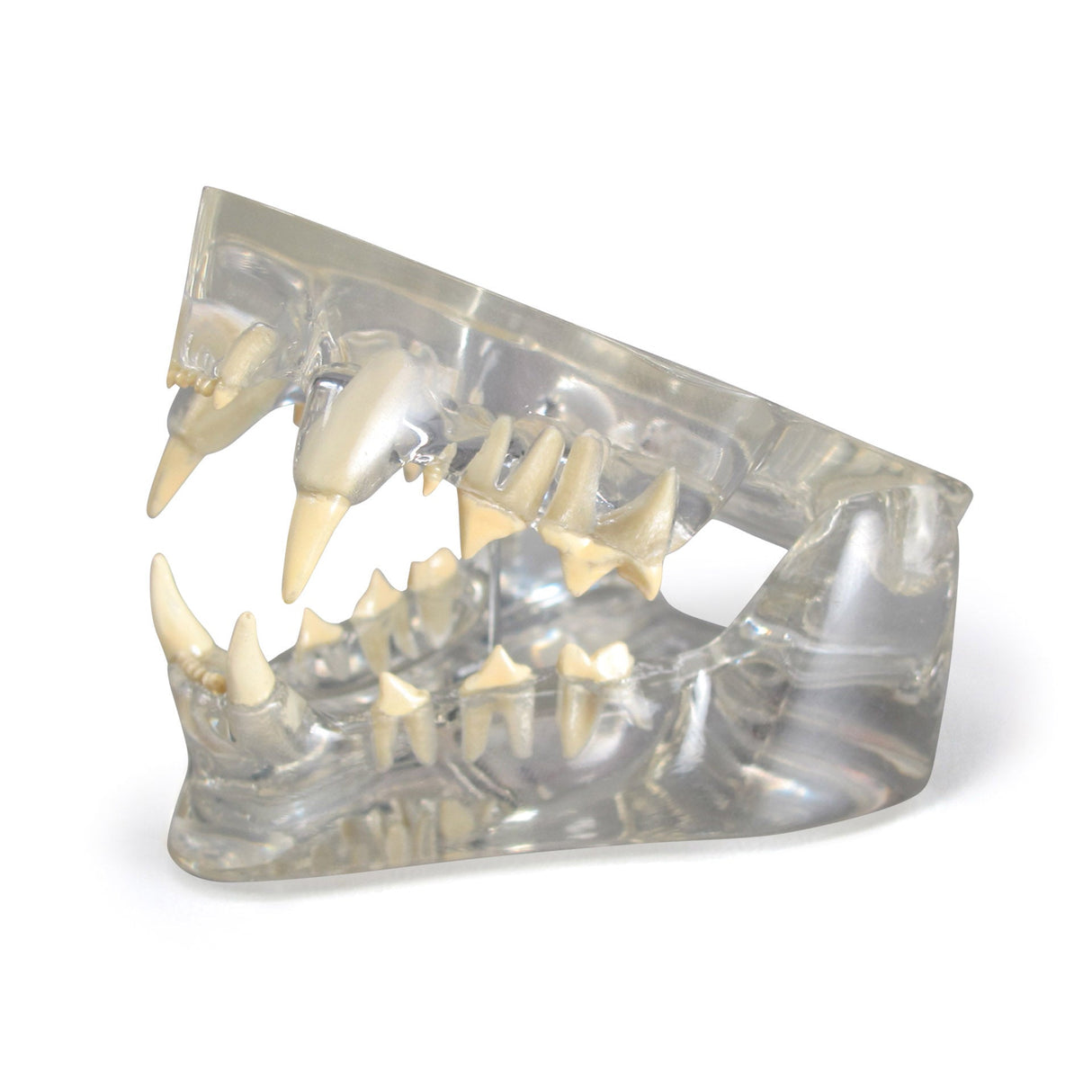 Feline Jaw Model with Teeth, Clear