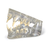 Feline Jaw Model with Teeth, Clear