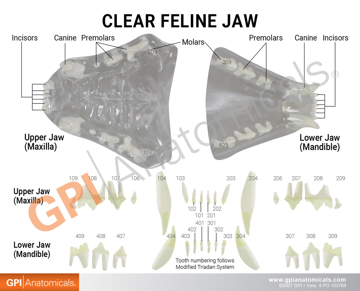 Clear Feline Jaw Education Card