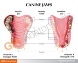 Canine Jaw Education Card