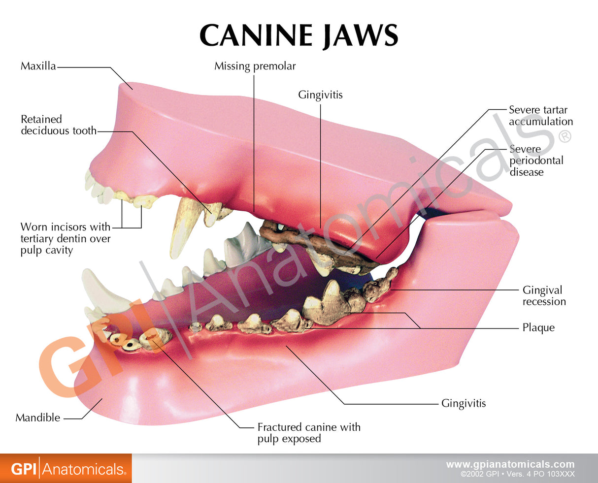 Canine Jaw Education Card