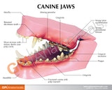 Canine Jaw Education Card