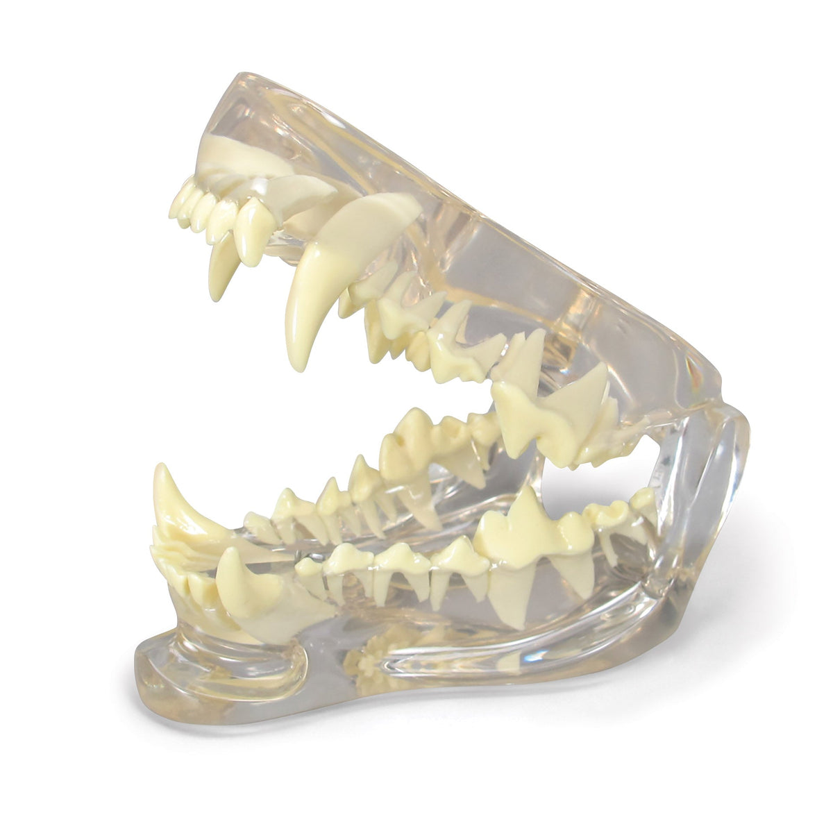 Canine Jaw Model with Teeth, Clear – GPI 3D Anatomy