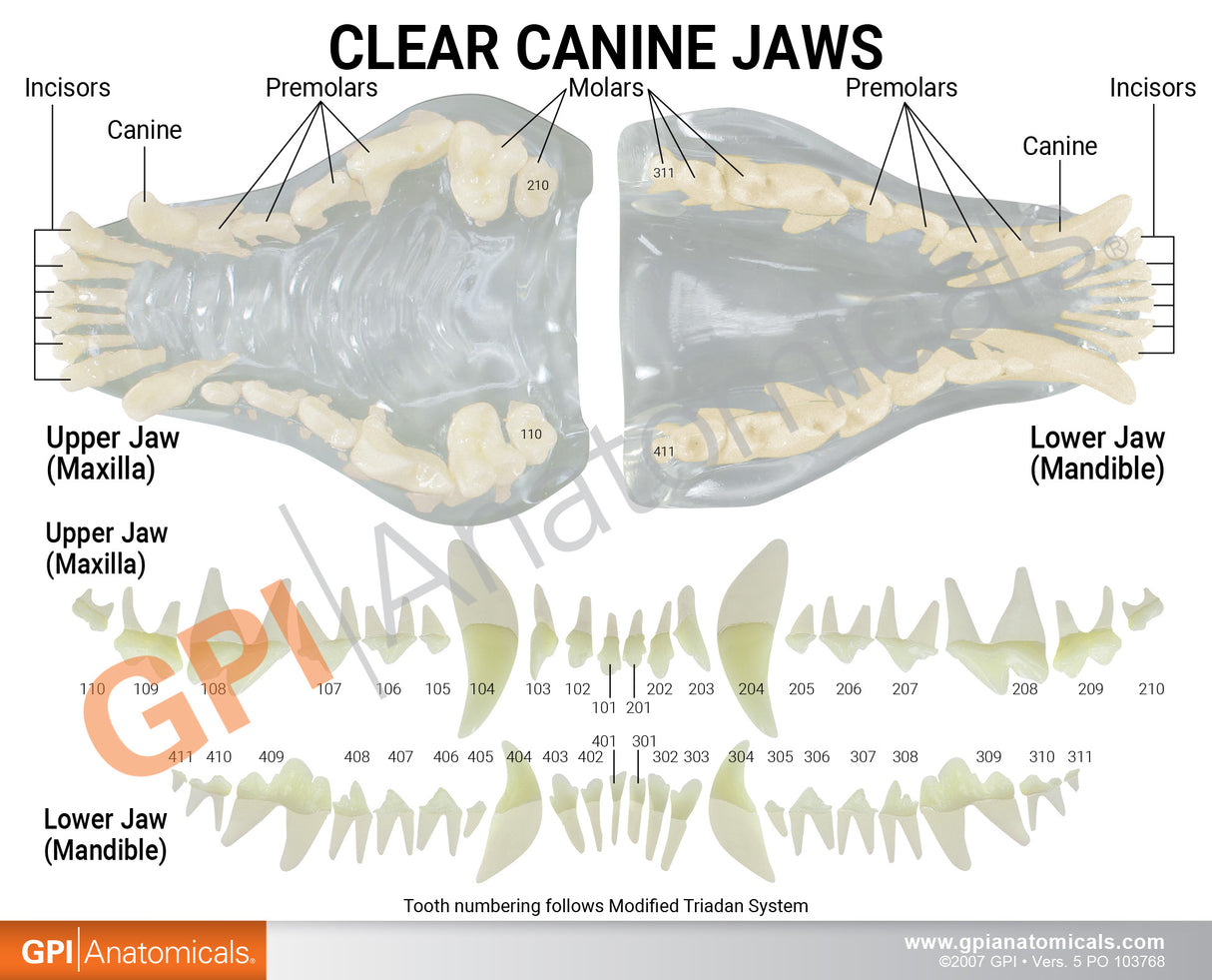 Clear Canine Jaw Education Card