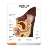 Canine Ear Education Card