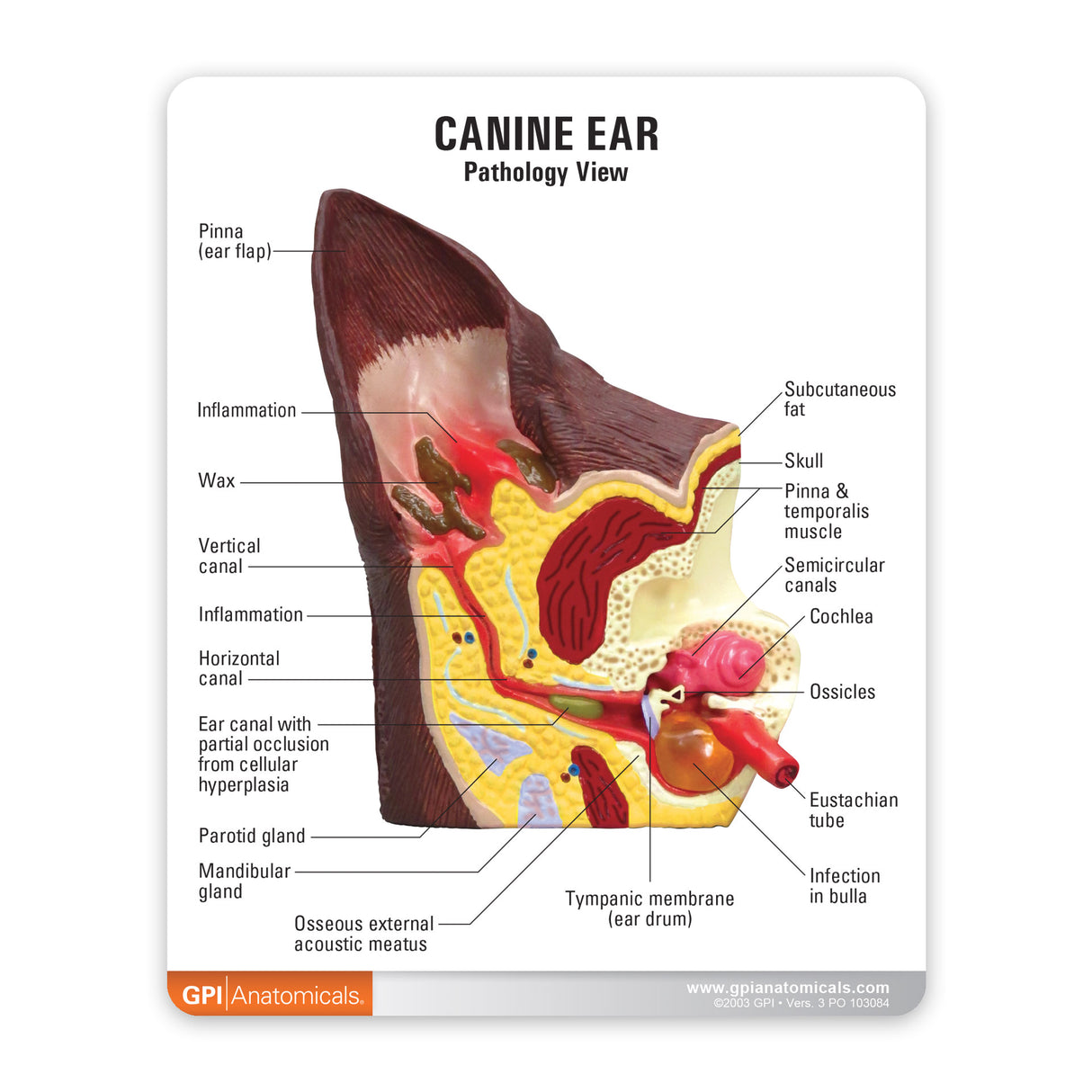 Canine Ear Education Card