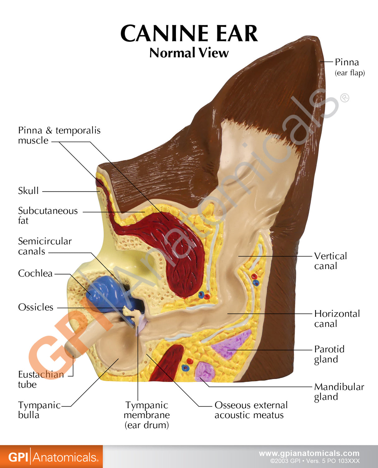 Canine Ear Education Card