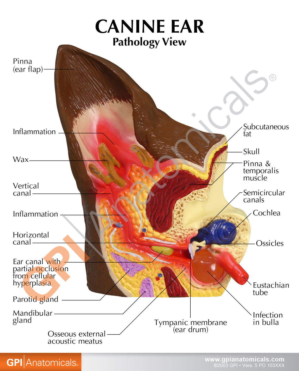 Canine Ear Education Card