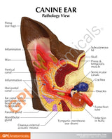 Canine Ear Education Card