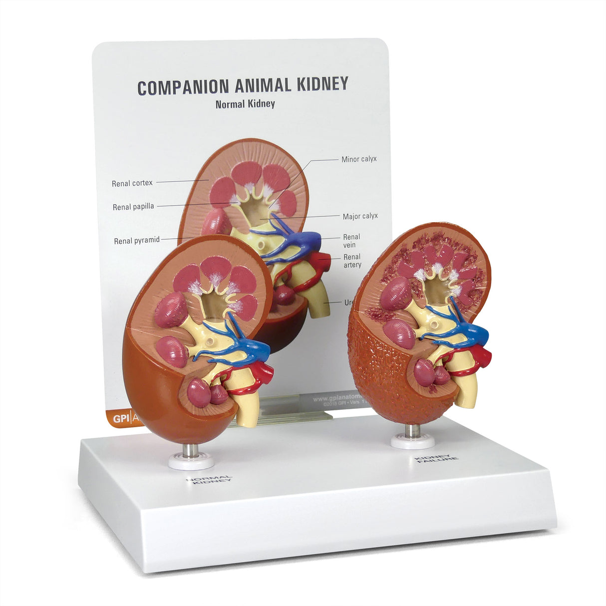 2-Piece Animal Kidney Model