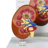 2-Piece Animal Kidney Model