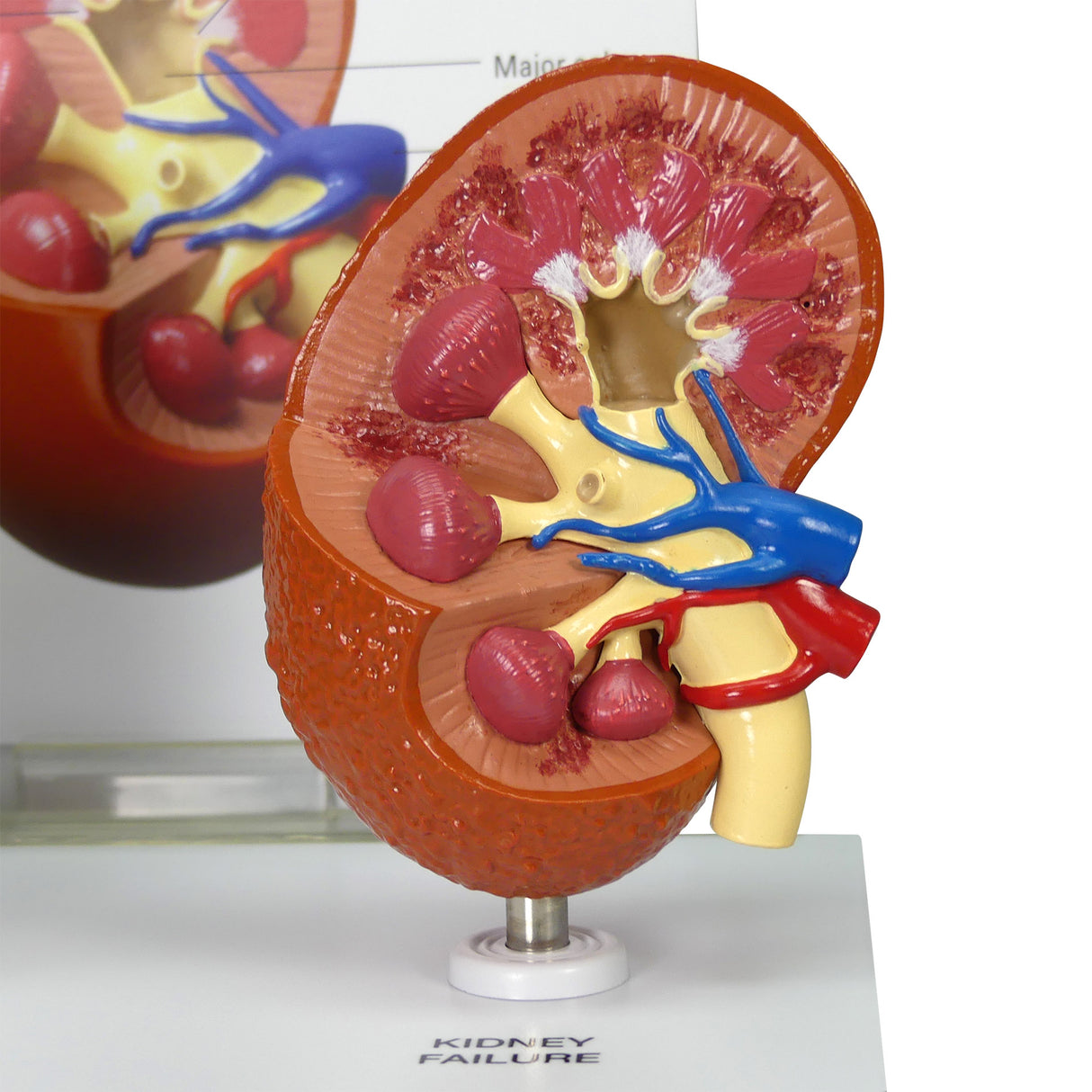 2-Piece Animal Kidney Model