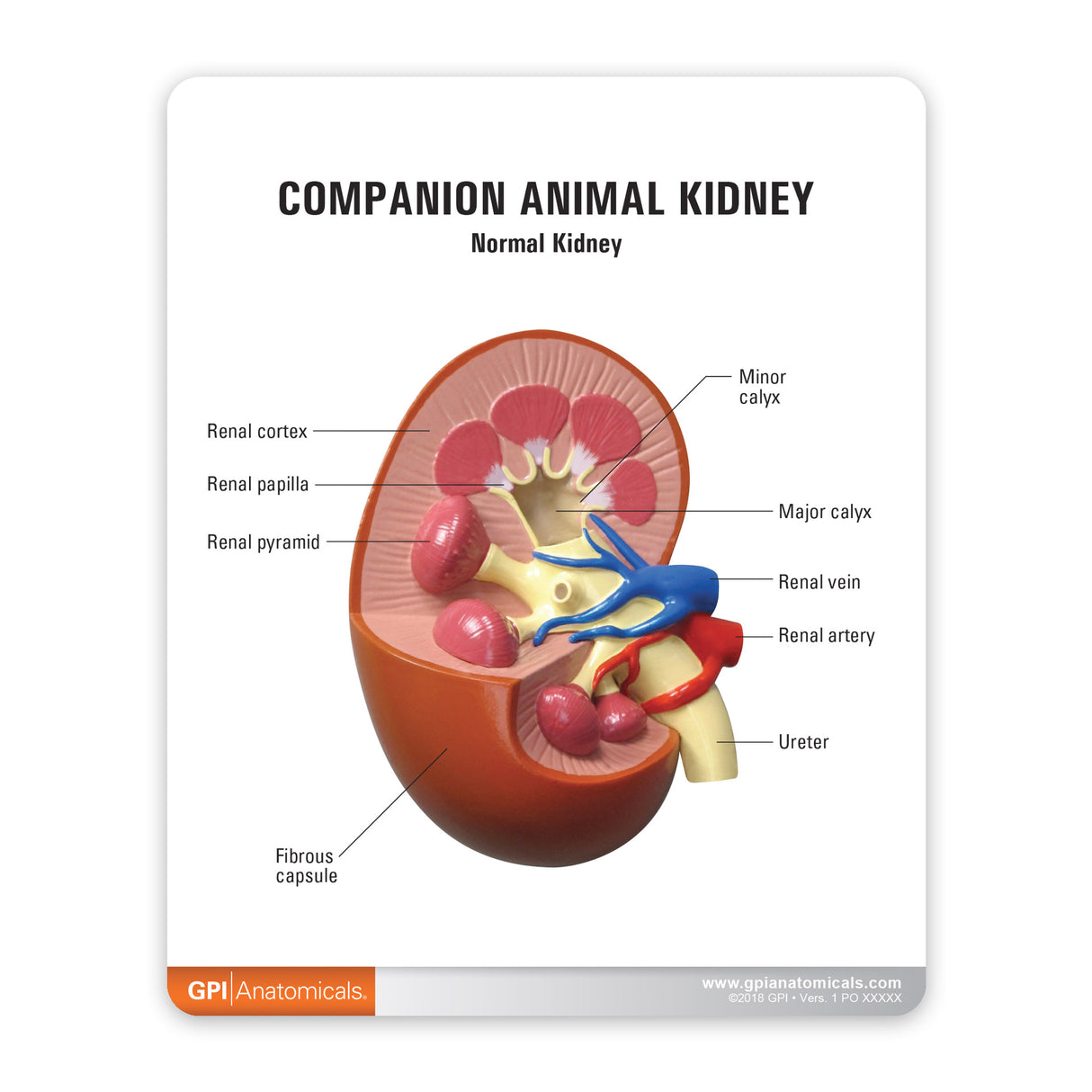 2-Piece Animal Kidney Model