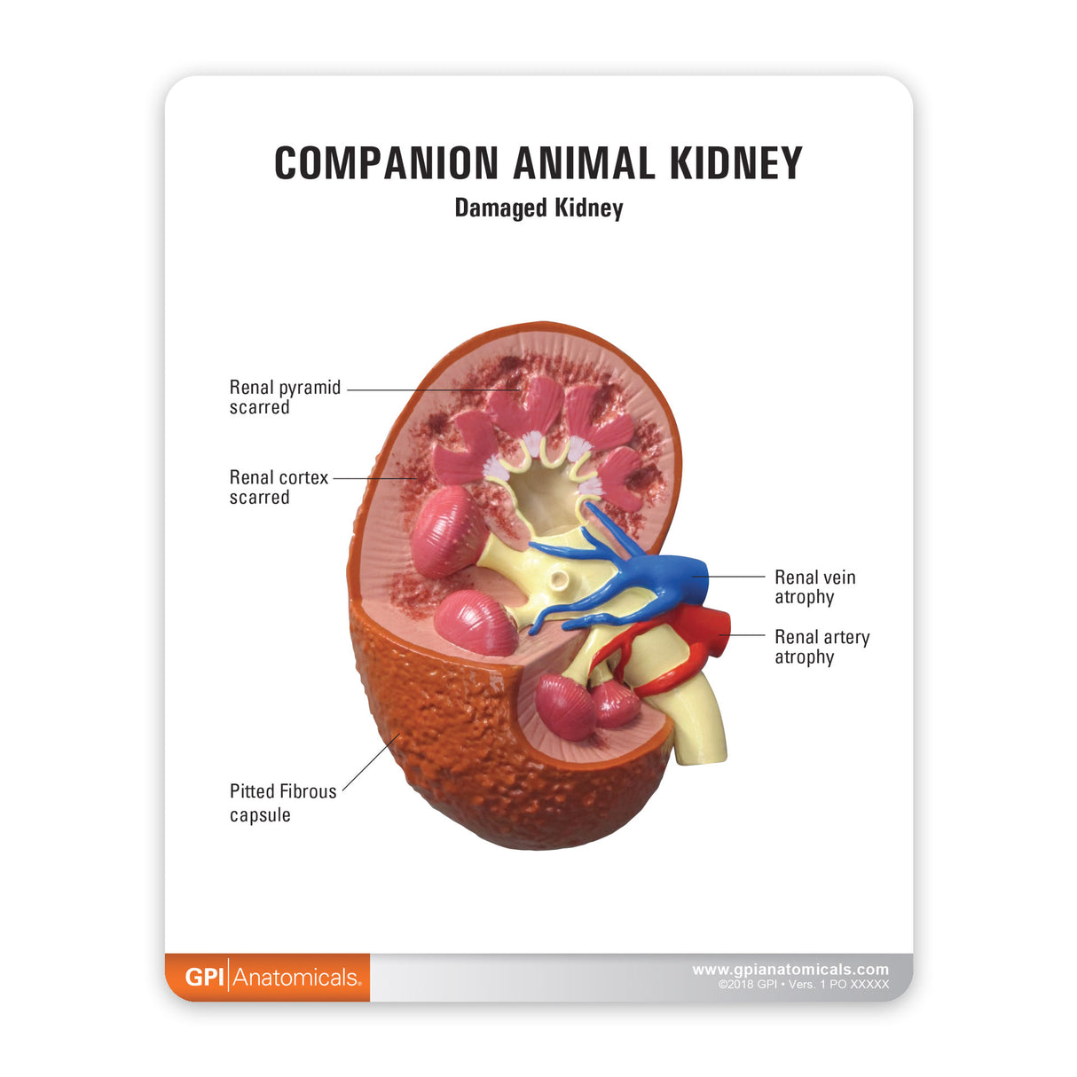 2-Piece Animal Kidney Model