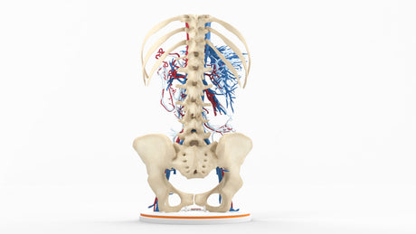 Abdominal Vasculature - Female, 53