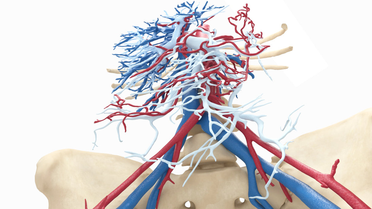 Abdominal Vasculature - Female, 53