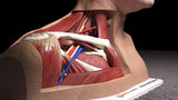 Thoracic Outlet Syndrome (TOS), Arm Down