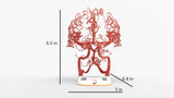 Circle of Willis (Circulus Arteriosus Cerebri) - Male, 54