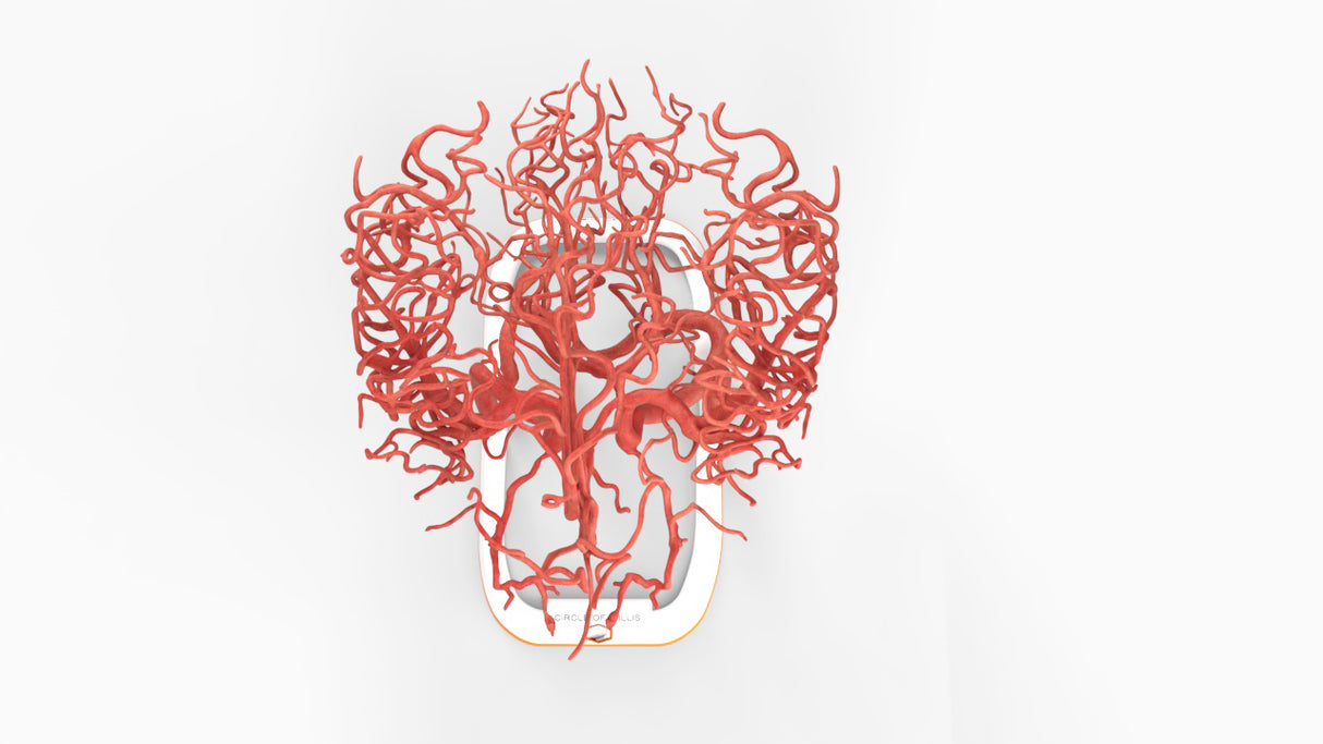 Circle of Willis (Circulus Arteriosus Cerebri) - Male, 54