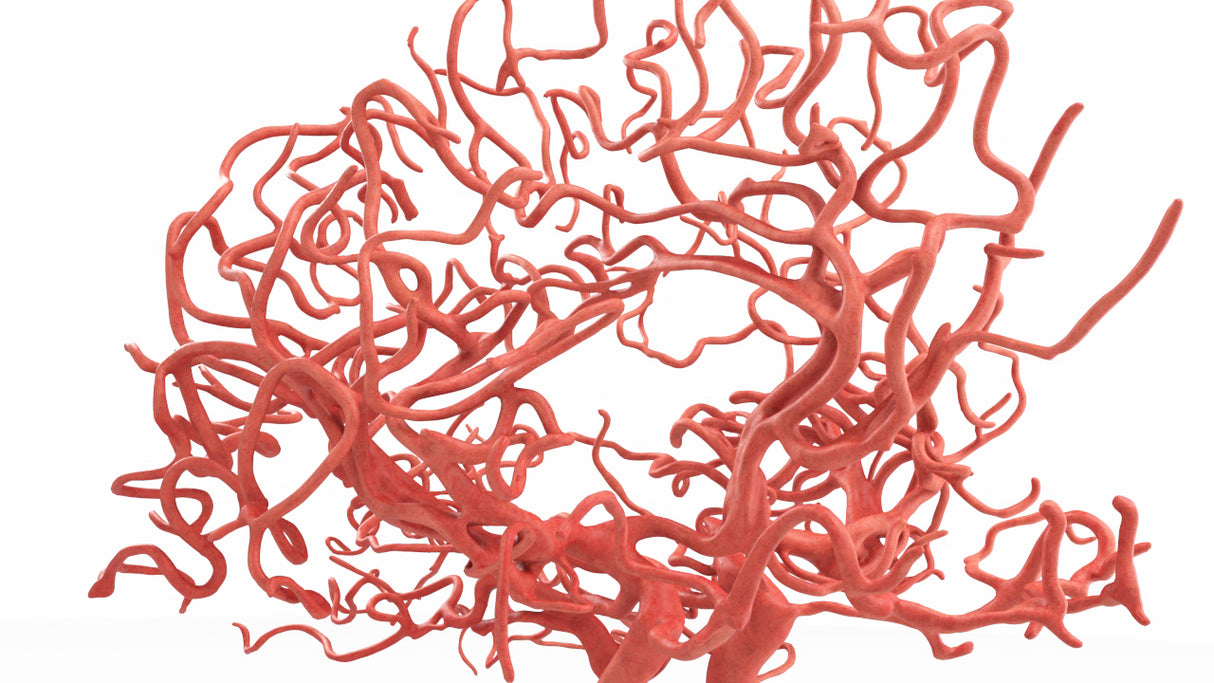 Circle of Willis (Circulus Arteriosus Cerebri) - Male, 54