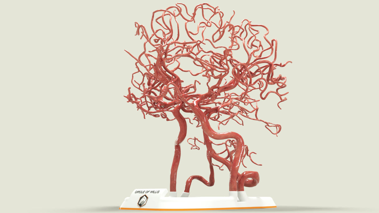 Circle of Willis (Circulus Arteriosus Cerebri)