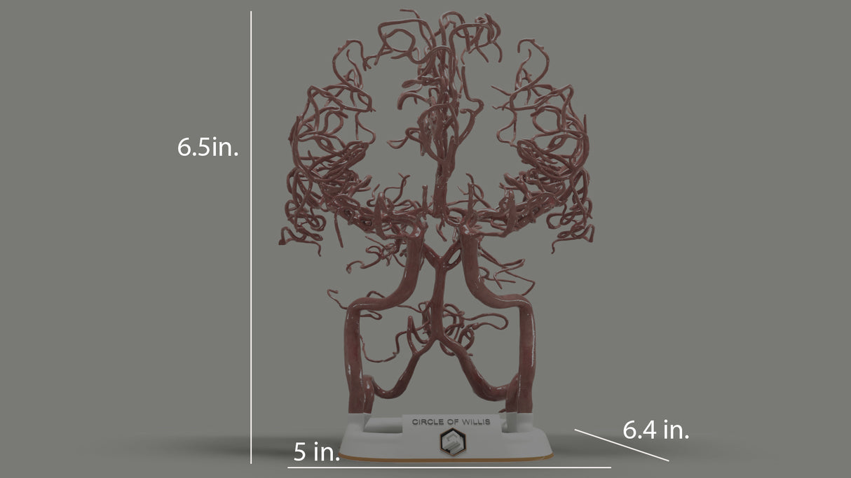 Circle of Willis (Circulus Arteriosus Cerebri)