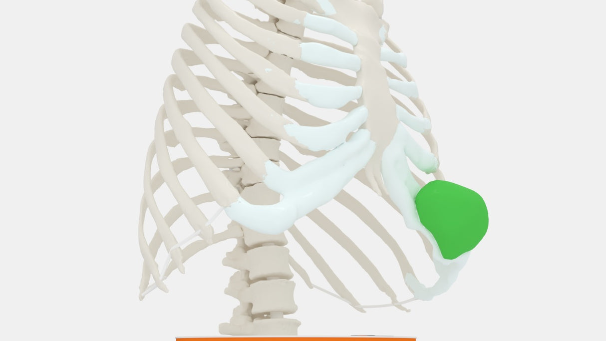 Chest Wall Tumor