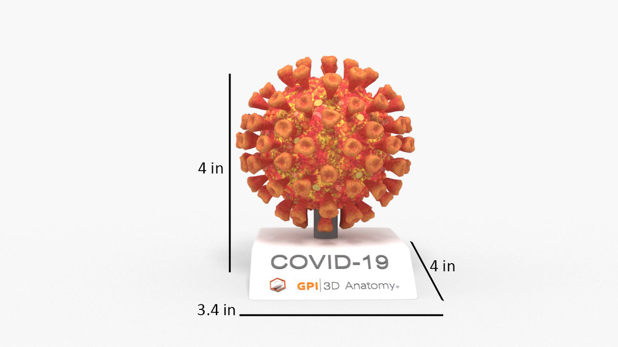 COVID-19 Virus (SARS-CoV-2)