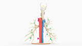 Tracheobronchial Tree With Lymph Nodes - Male, 28 Years