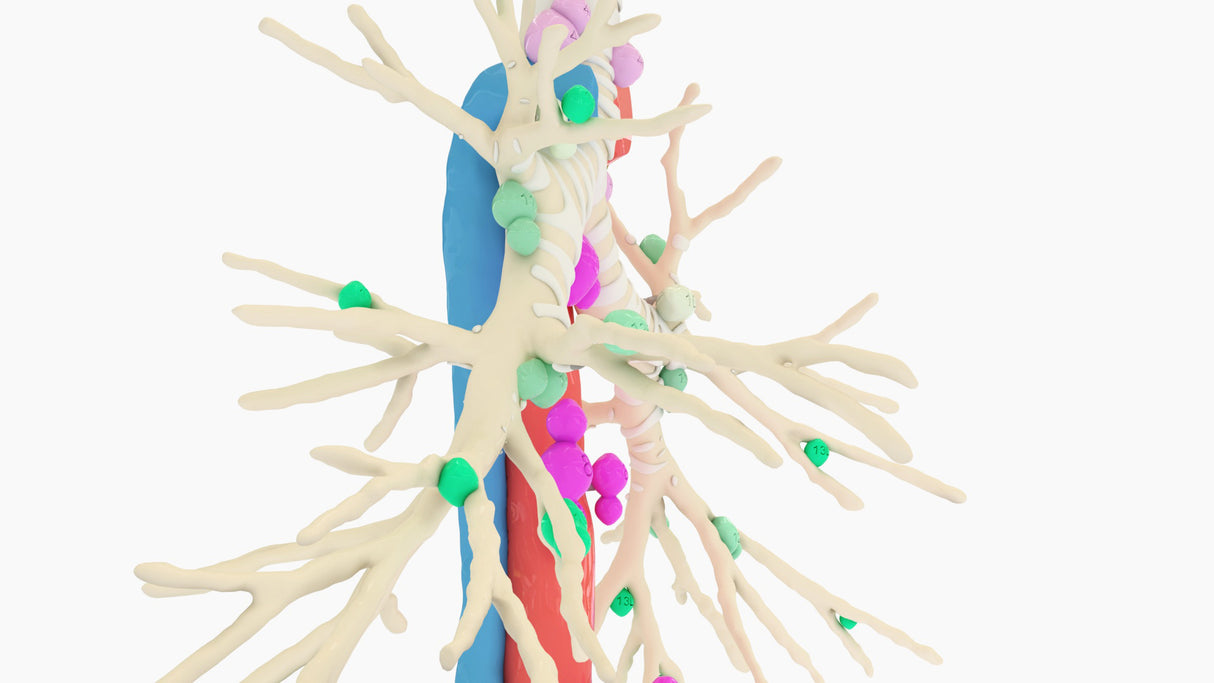 Tracheobronchial Tree With Lymph Nodes - Male, 28 Years