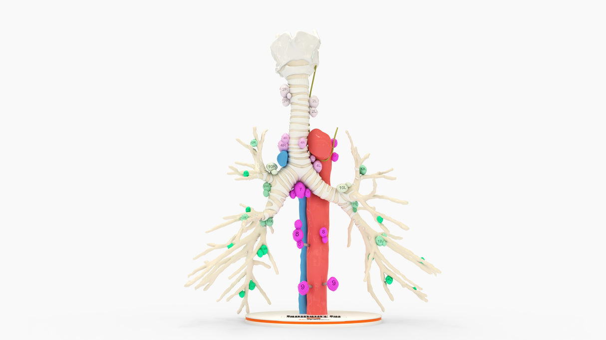 Tracheobronchial Tree With Lymph Nodes - Male, 28 Years