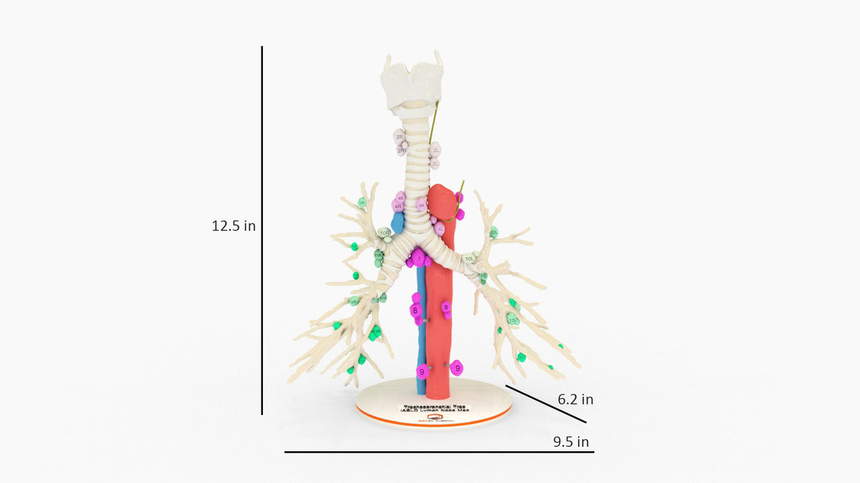 Tracheobronchial Tree With Lymph Nodes - Male, 28 Years