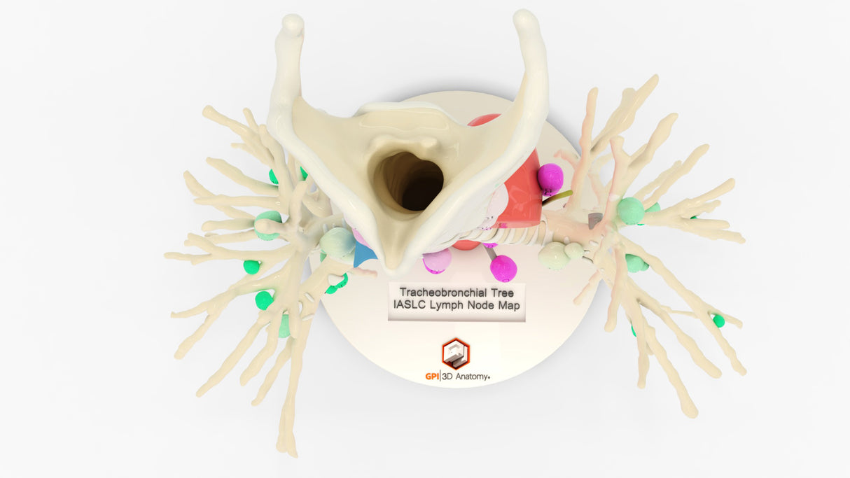 Tracheobronchial Tree With Lymph Nodes - Male, 28 Years