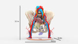 Pelvic Hernia – Female, 48 Years