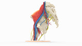 Iliopsoas Impingement