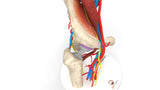 Iliopsoas Impingement