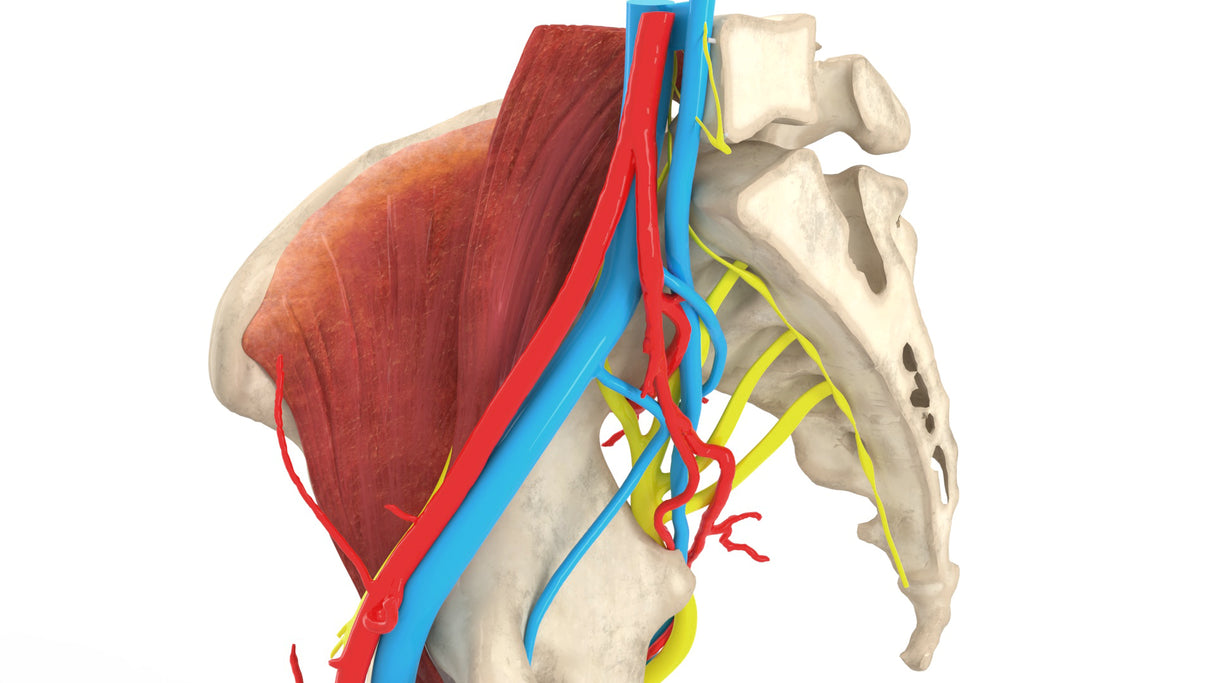 Iliopsoas Impingement