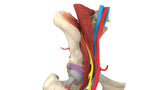 Iliopsoas Impingement