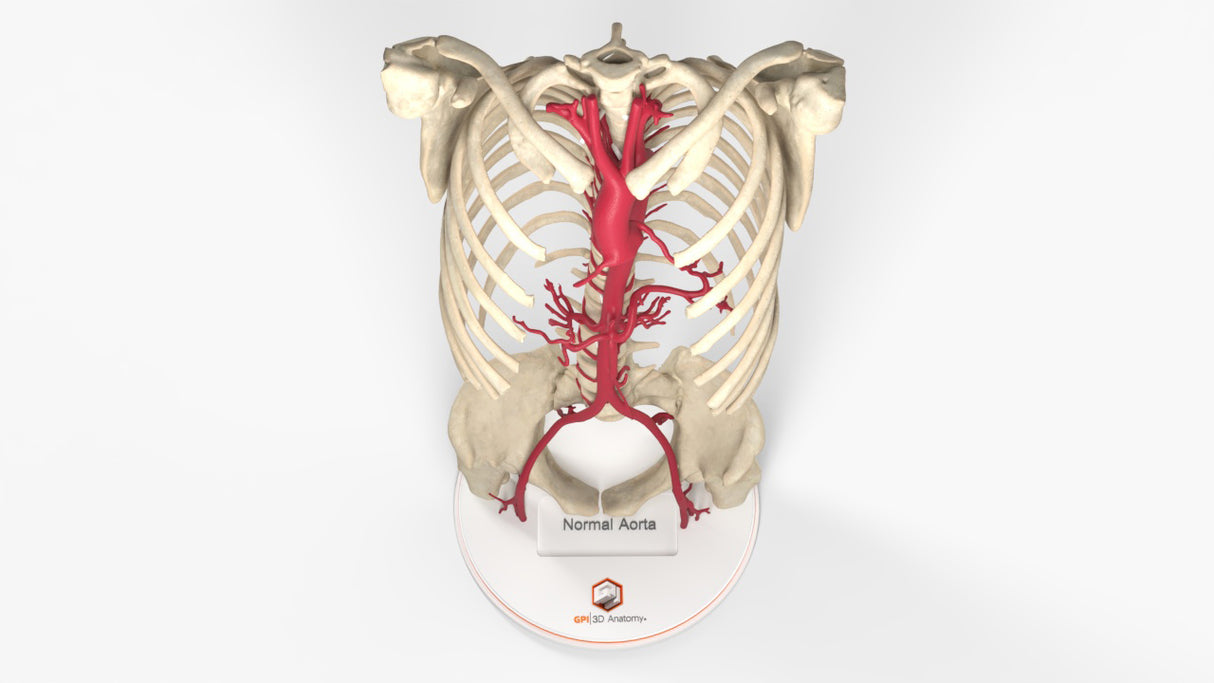 Normal Adult Aorta