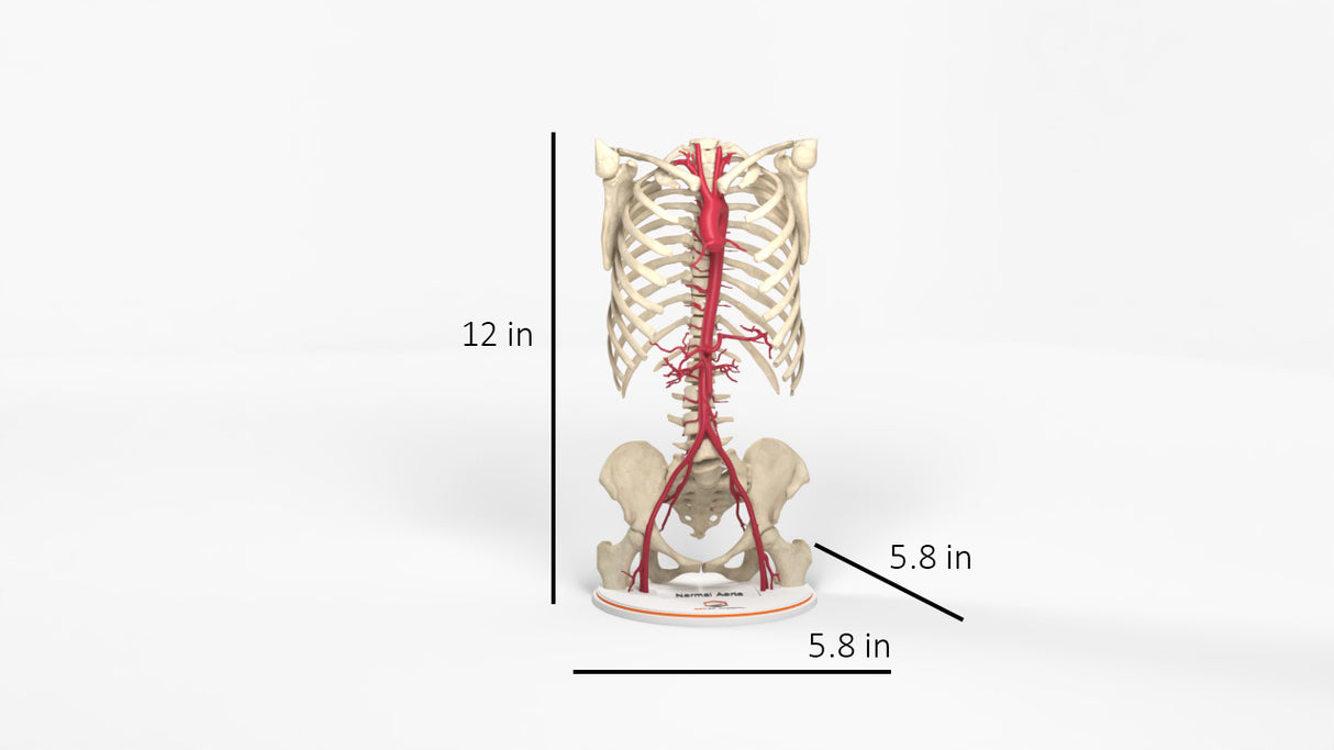 Normal Adult Aorta