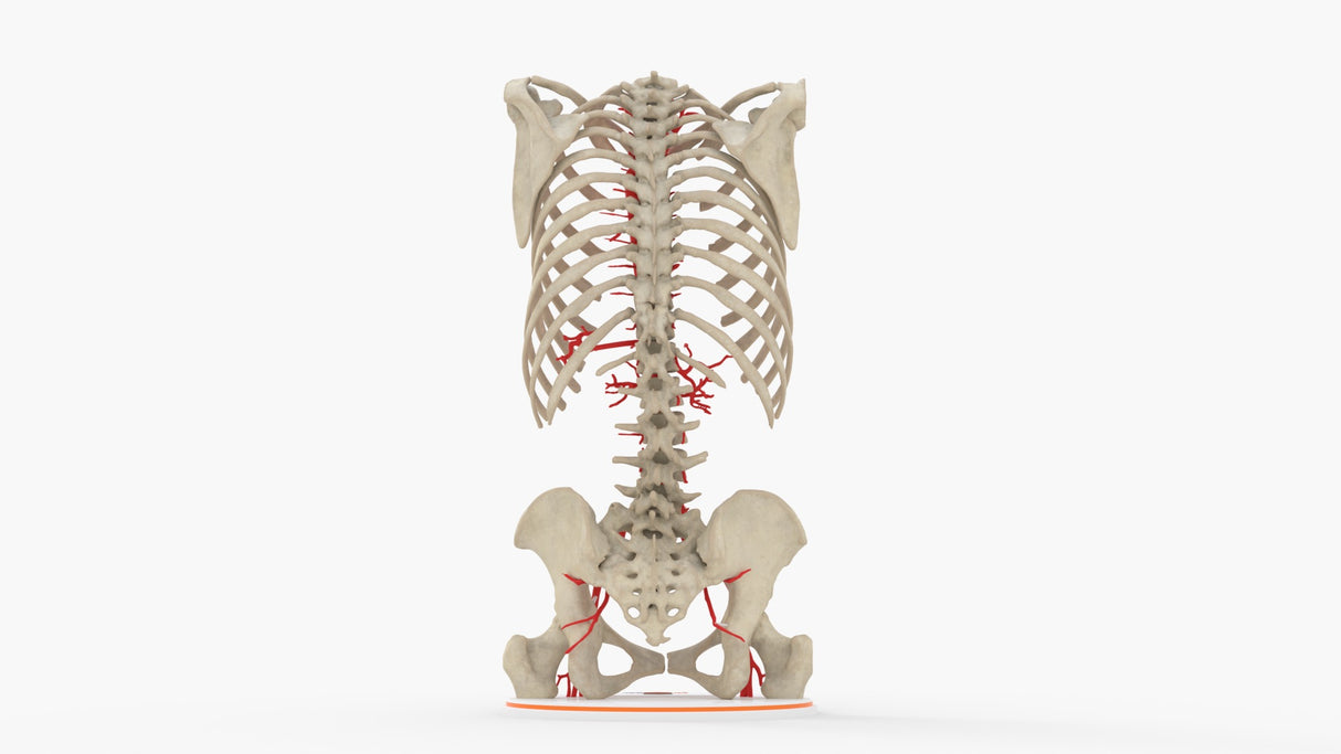 Normal Adult Aorta