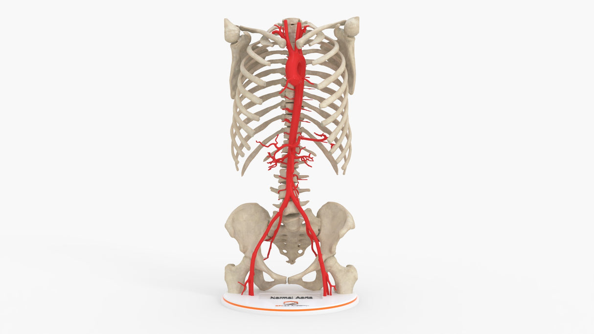 Normal Adult Aorta