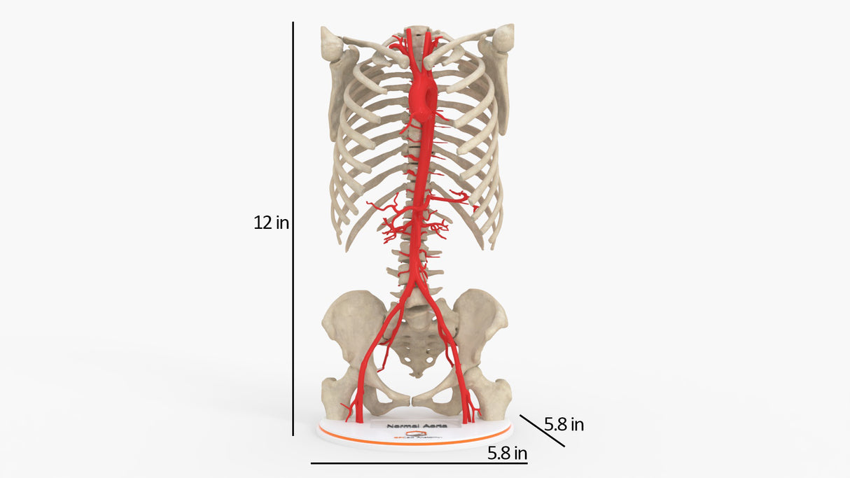 Normal Adult Aorta