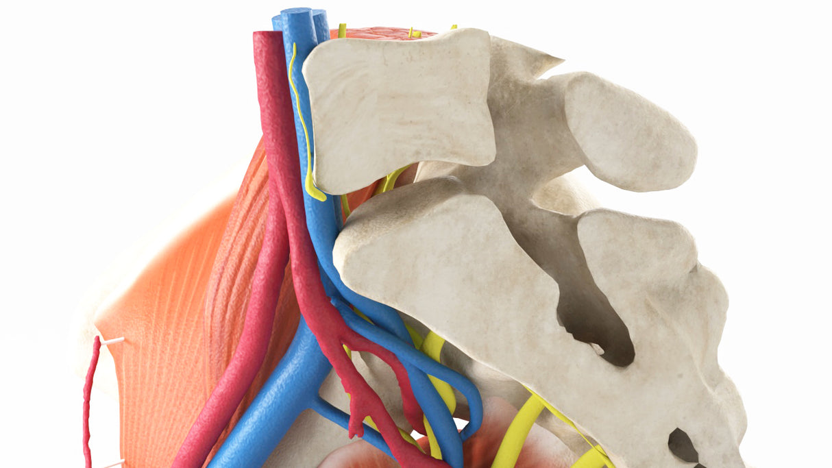 Normal Female Hemipelvis - Female, 53 Years